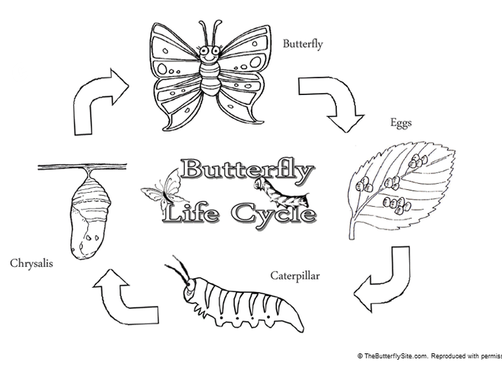 Life Cycle Crunching Munching Caterpillar A Butterfly S Life